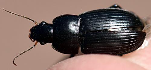 Réf. 240 290 : Harpalus serripes